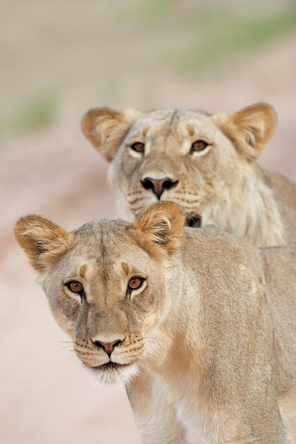 Young Male Lions Without Manes Photograph by Tony Camacho | Fine Art ...