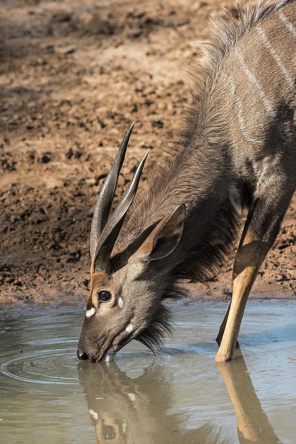 Young Male Nyala  Drinking At A Waterhole Photograph by 