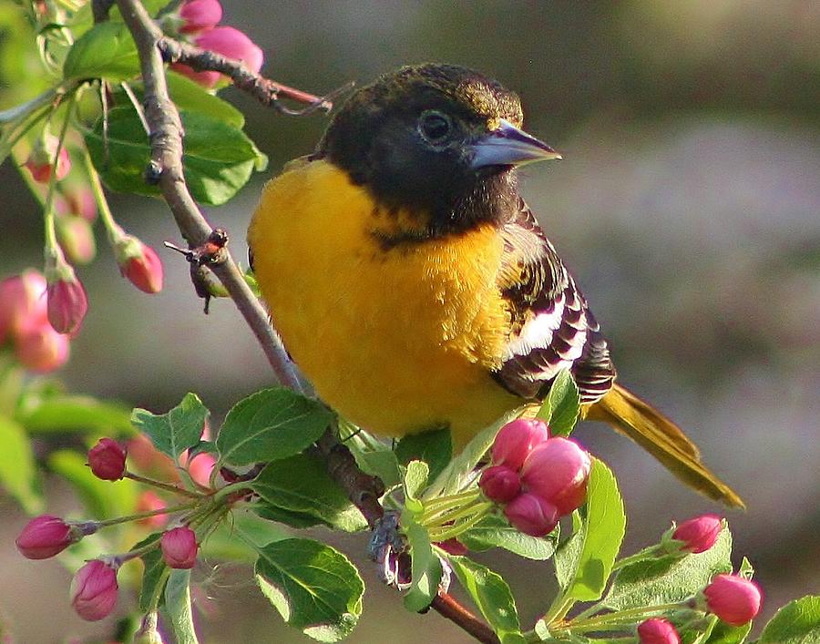 Oriole Photograph - Young Male Oriole by Bruce Bley