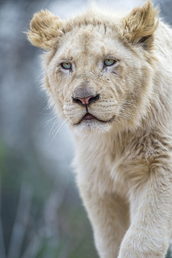 Young male white lion Photograph by Picture by Tambako the Jaguar