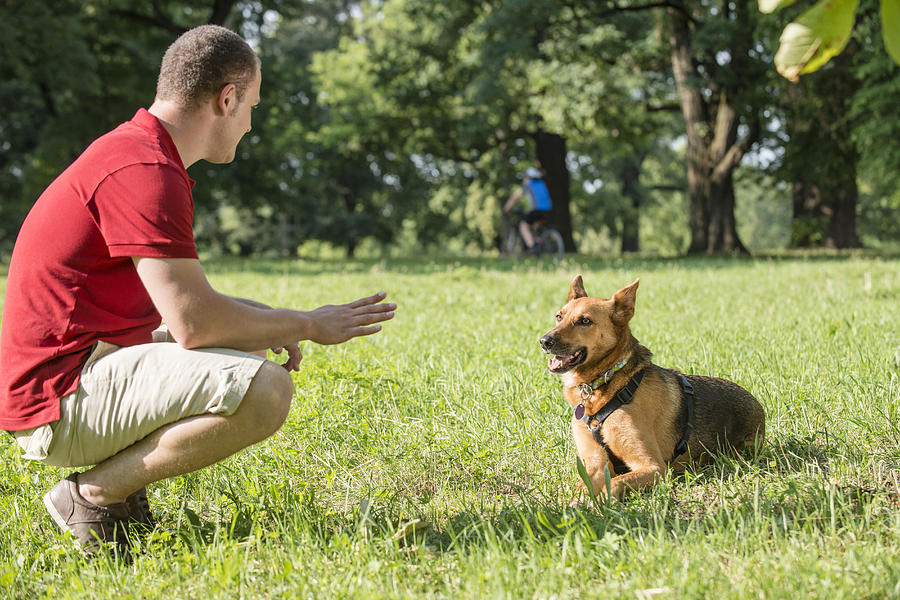 Young man training dog in park Photograph by Andreas Koerner / STOCK4B