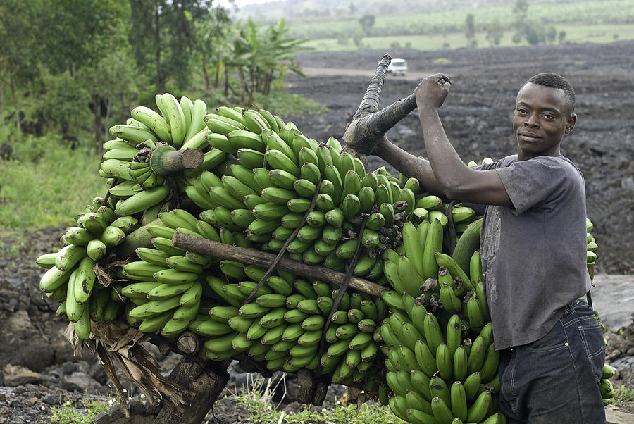 young man with a heavy load of bananas, eastern Congo Photograph by Guenterguni