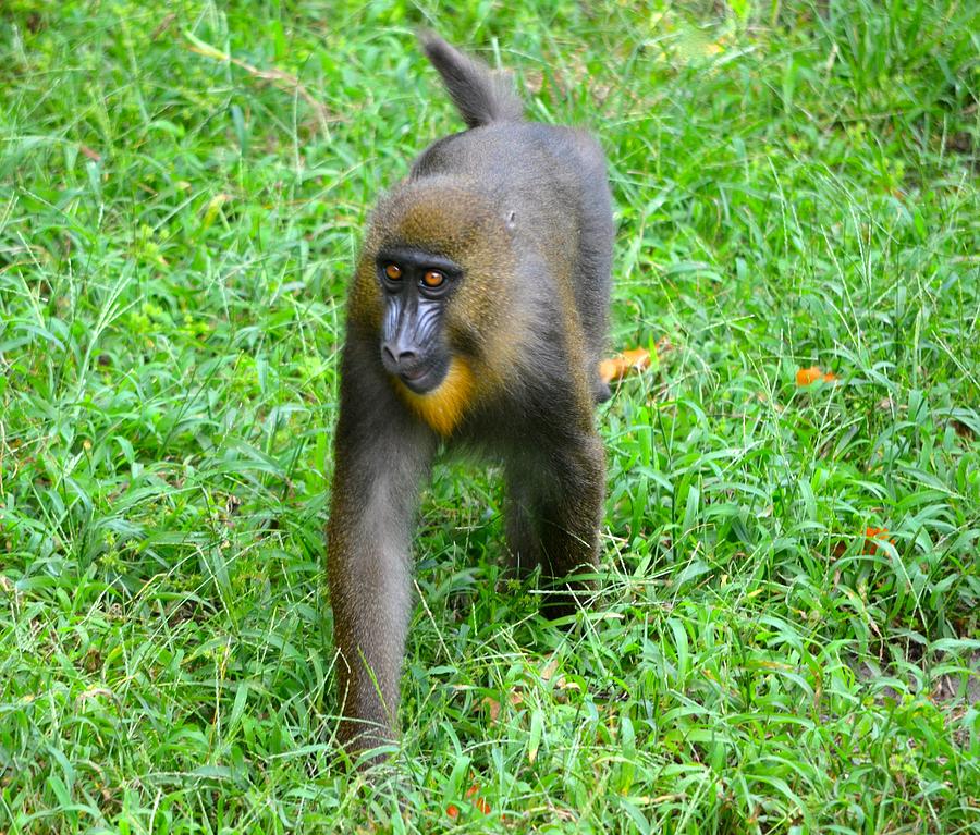 Young Mandrill Photograph by Richard Bryce and Family