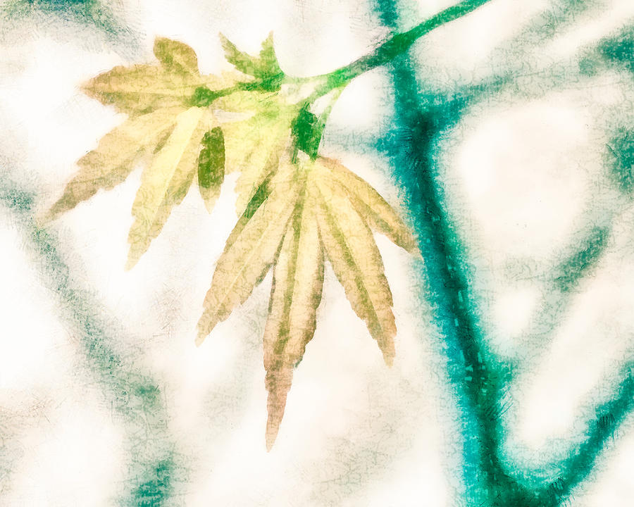 Young Maple Leaves Digital Art by Priya Ghose