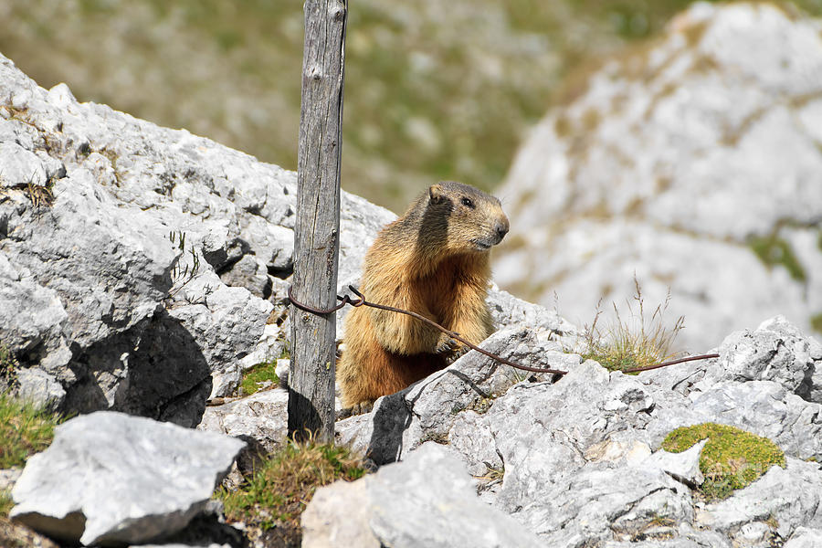 Young Marmot Photograph by Antonio Scarpi
