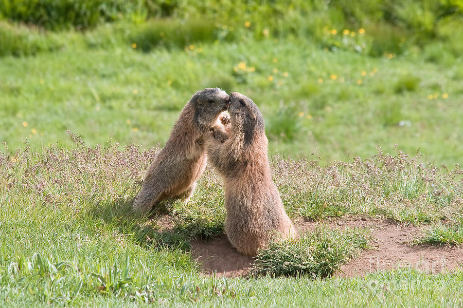 Young Marmots Photograph by Antonio Scarpi