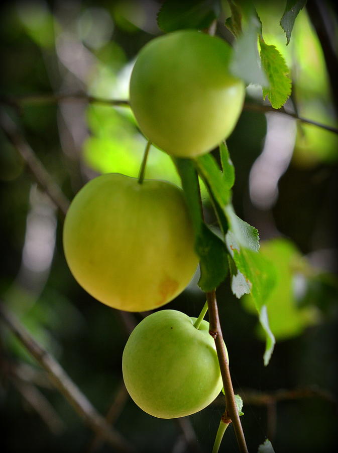 Fruit Photograph - Young Mirabelle Plums by Bishopston Fine Art
