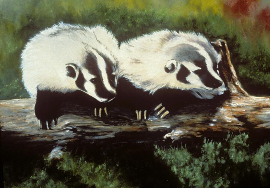 Young Montana Badgers Painting by Chris J Worden Gregg - Fine Art America