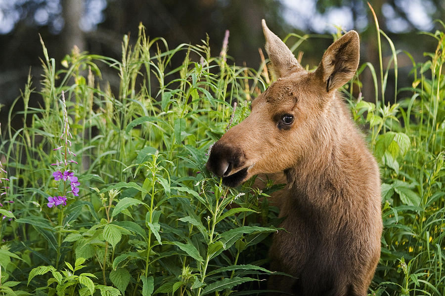 Young Moose Calf Standing In Fireweed Photograph by Jeff Schultz