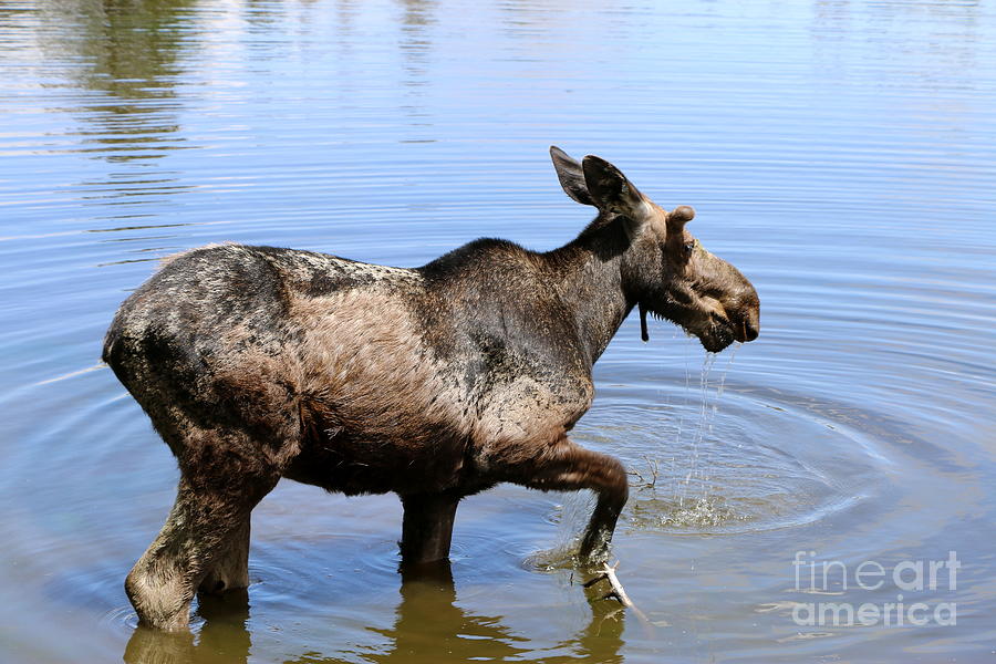 Young Moose Photograph by Christiane Schulze Art And Photography