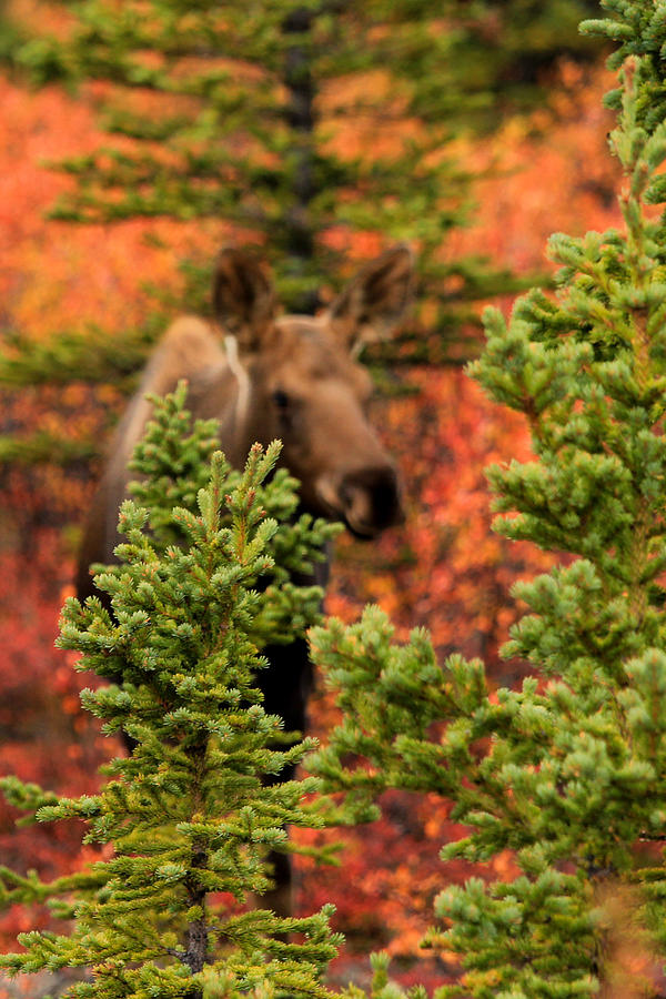 Moose Photograph - Young Moose by Kevin Buffington