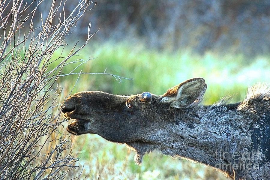 Moose Photograph - Young Moose Munch by Adam Jewell