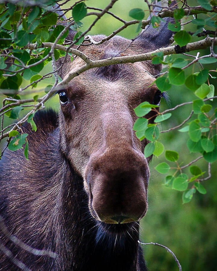Young Moose Photograph by Steven Reed