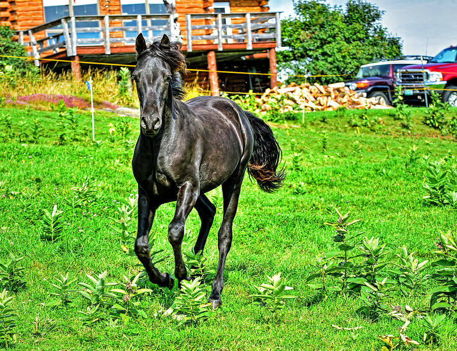 Young Morgan horse Photograph by Jim Boardman