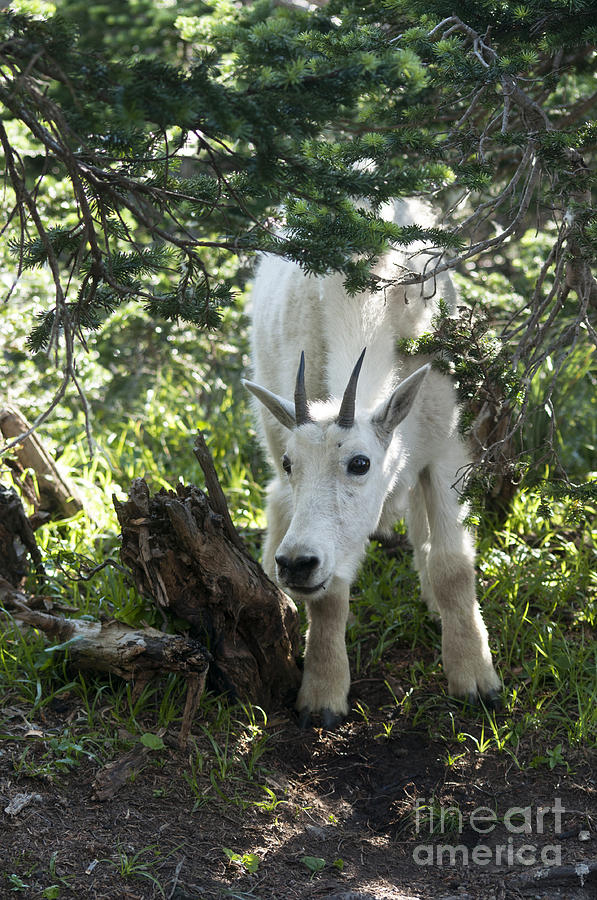 Young Mountain Goat Photograph by Cindy Murphy - NightVisions 