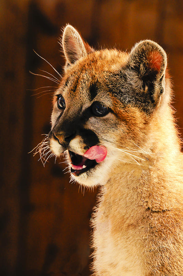 Animal Photograph - Young Mountain Lion by Don and Bonnie Fink