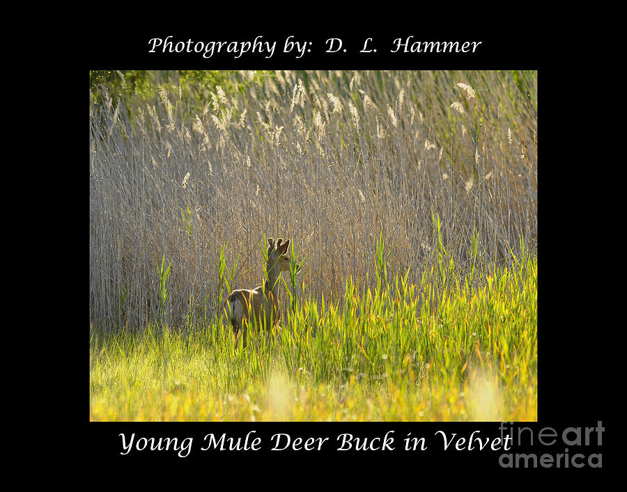 Young Mule Deer Buck in Velvet Photograph by Dennis Hammer