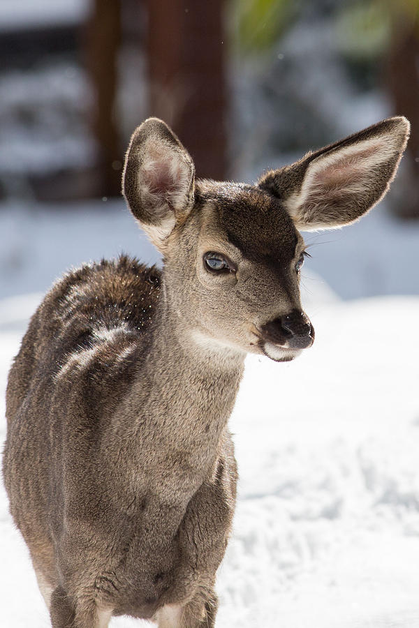 Young Mule Deer Fawn in Yosemite National Park Photograph by Natural ...