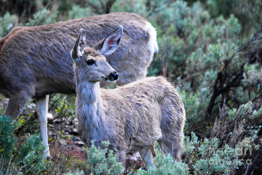 Young Mule Deer Photograph by John Greco