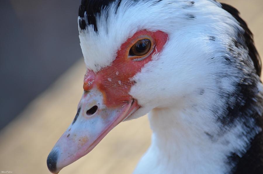 Young Muscovy Closeup Photograph by Maria Urso