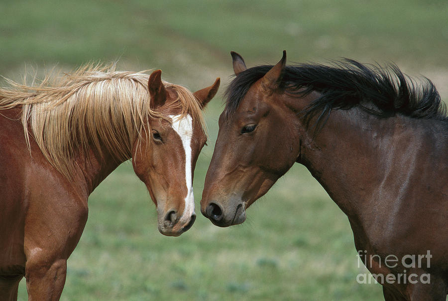 Young Mustang Bachelor Stallions Photograph by Yva Momatiuk John Eastcott