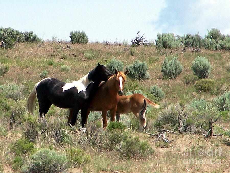 Young Mustang Band Photograph by Craig Downer - Fine Art America