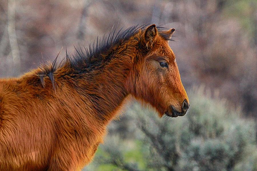 Young mustang Photograph by Lynn Hopwood