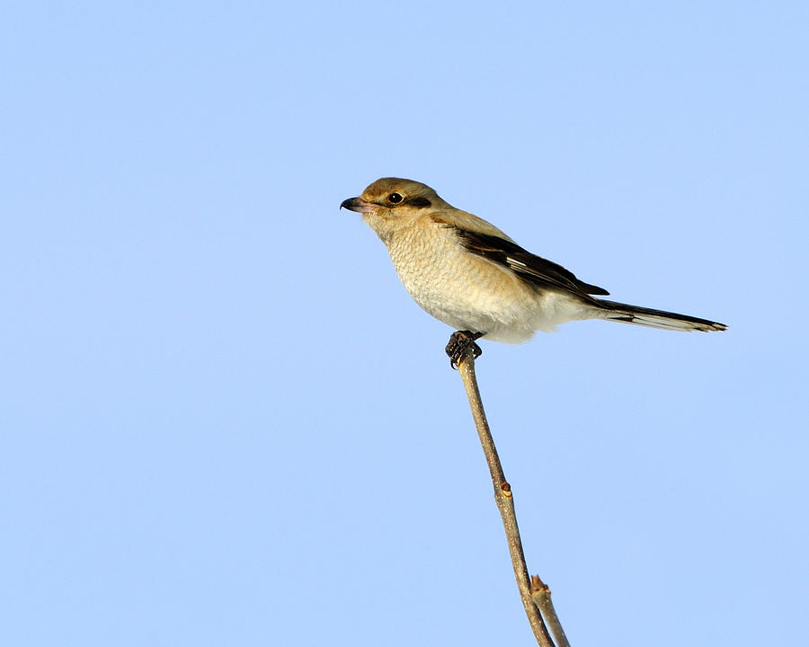 Young Northern Shrike Photograph by Tony Beck
