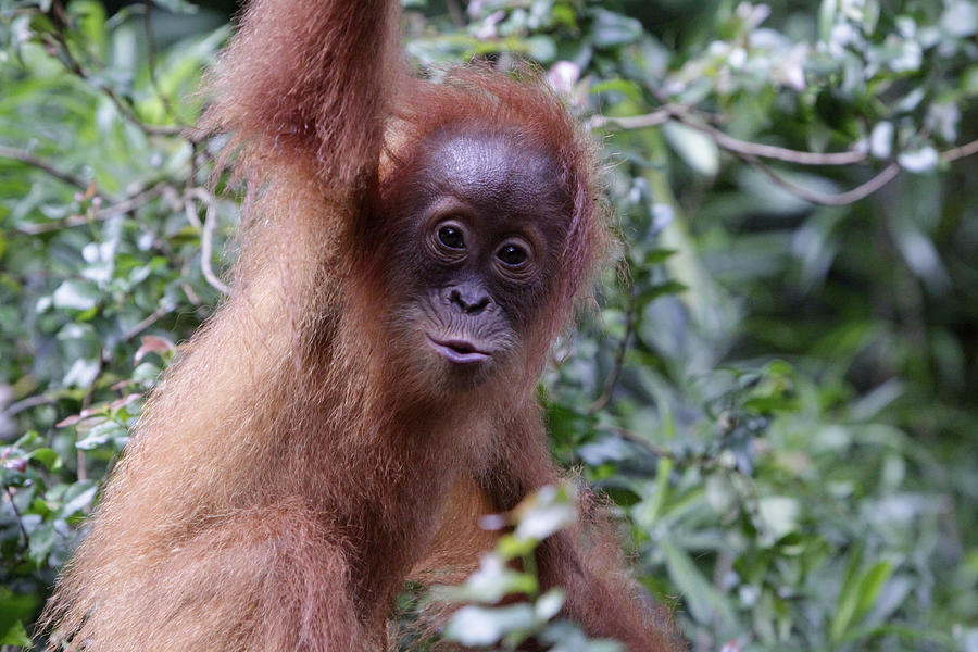 Young Orangutan Kiss Photograph by Shoal Hollingsworth