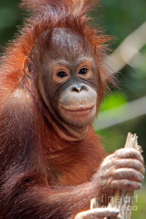 Young Orangutan Photograph by Sohns Okapia