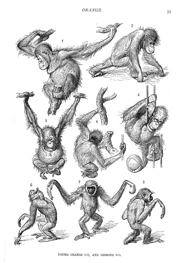 Young orangutans and gibbons engraving 1894 Drawing by Thepalmer