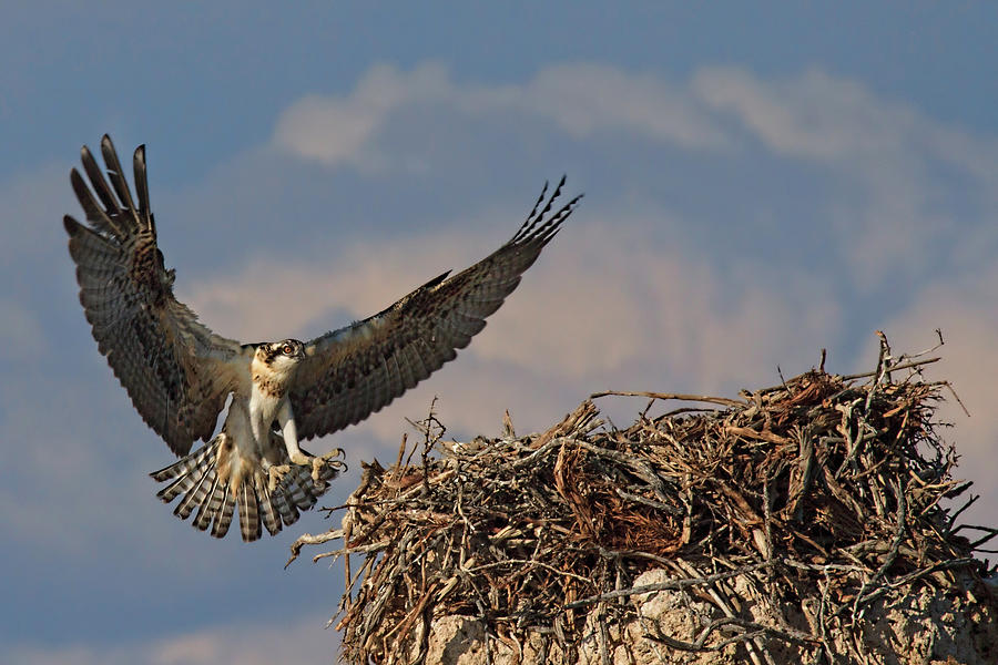 Young Osprey Photograph by Beth Sargent