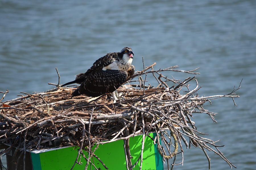 young osprey