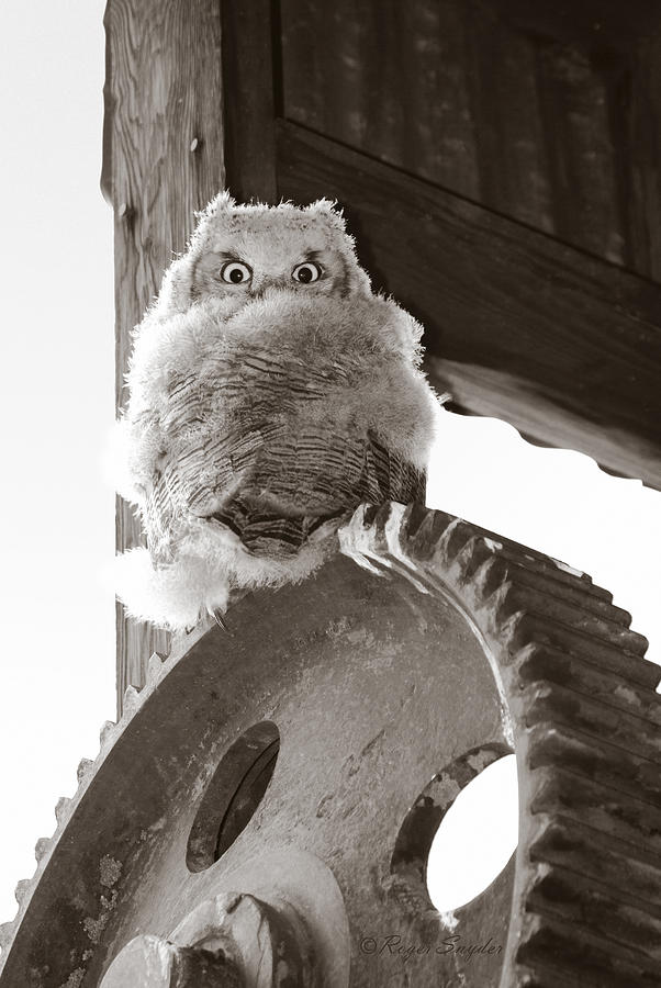 Owl Photograph - Young Owl on Wheel by Roger Snyder