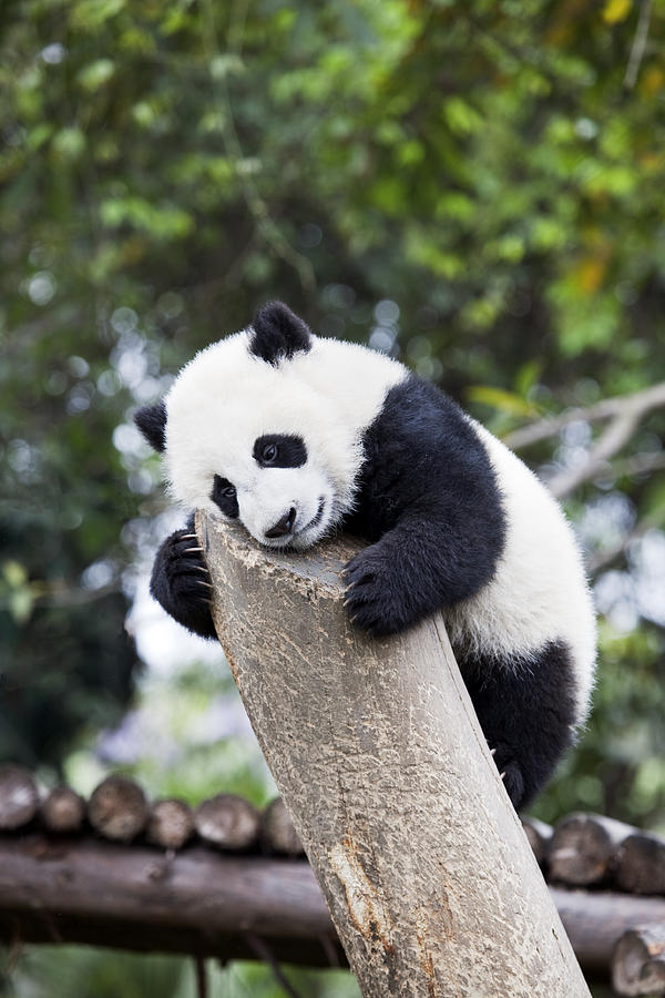 Young Panda Photograph by KingWu