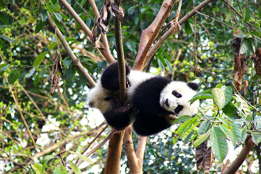 Young panda resting on branch in Chengdu, China Photograph by Carolin Voelker