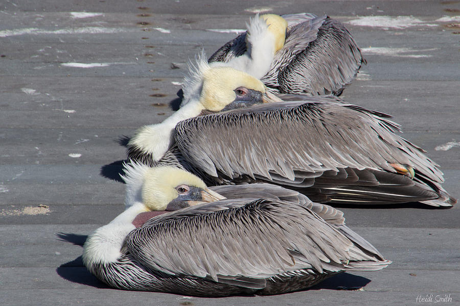 Up Movie Photograph - Young Pelicans by Heidi Smith