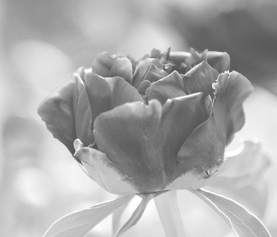 Young Peony Black and White Photograph by Joan Han