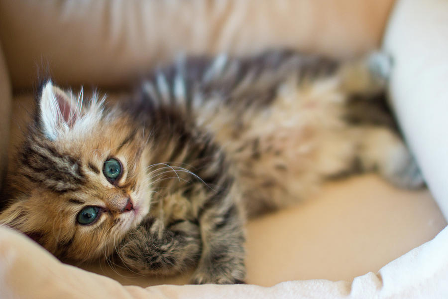 Young Persian Kitten With Blue Eyes Photograph by Benjamin Torode