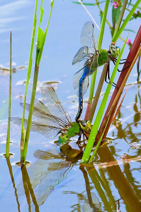 Dragonfly Mating Courtship Predatory Insects Wildlife Nature Art Photograph by Reid Callaway