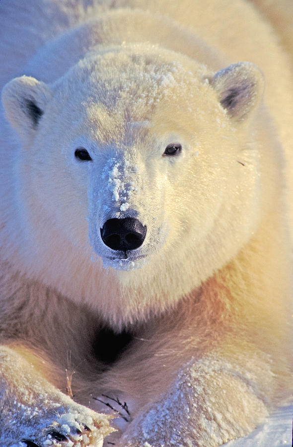 Young Polar Bear Photograph by Randy Green