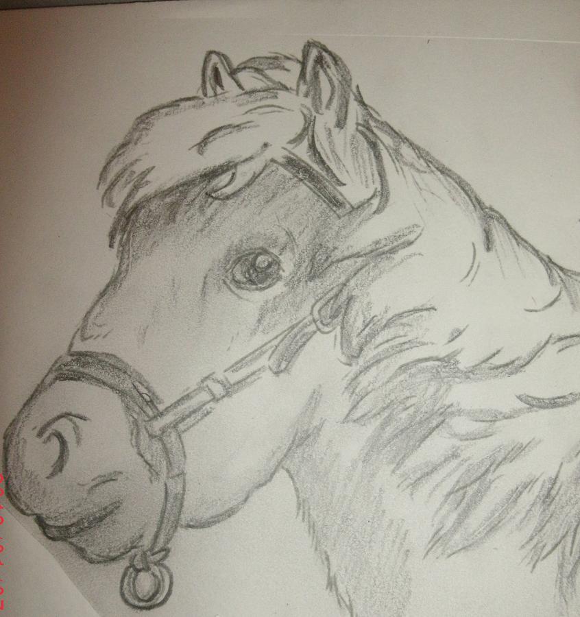 Young Pony Drawing by Bettie Herrell - Fine Art America