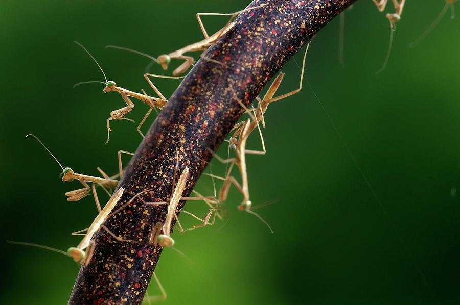 Young Praying Mantises Photograph by Maria Mosolova/science Photo Library