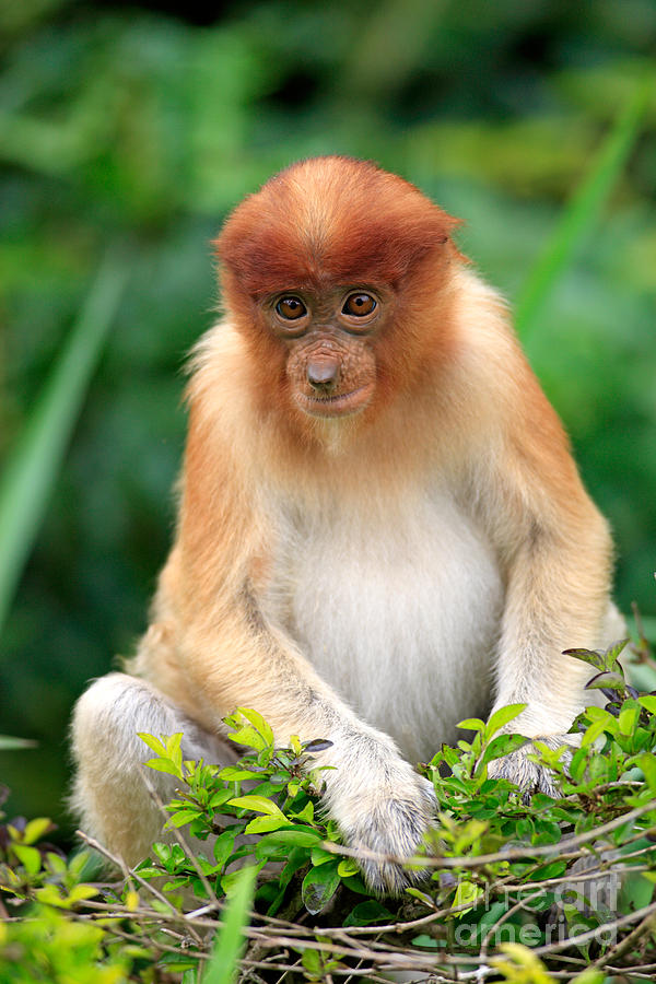 proboscis monkey teddy