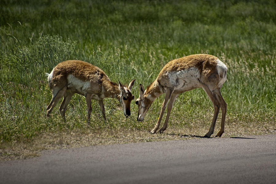 Young Pronghorn Antelopes Head to Head Photograph by Randall Nyhof