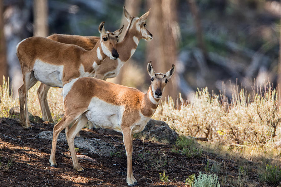 Young Pronghorn at Yellowstone Photograph by Andres Leon