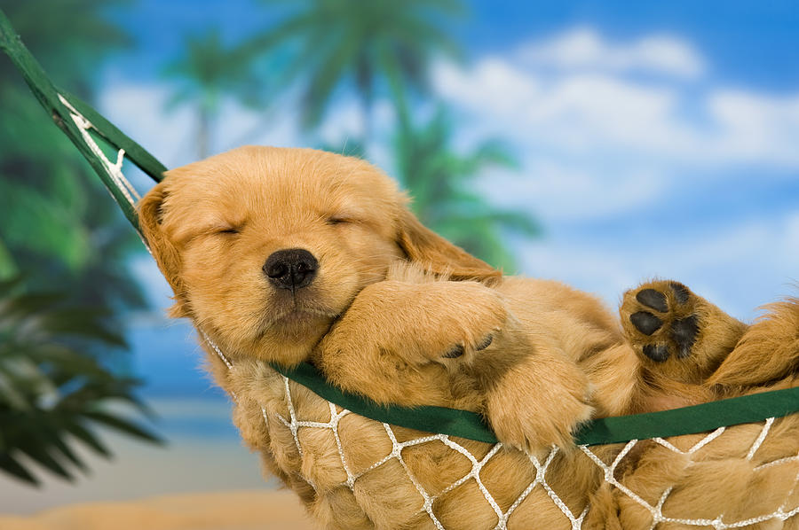 Young puppy in hammock with tropical background Photograph by Cmannphoto
