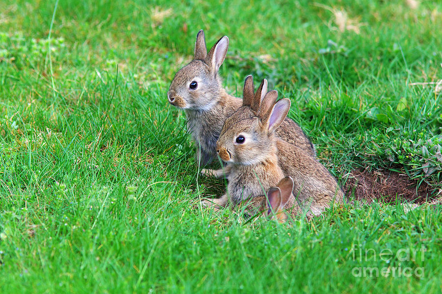 Young Rabbits Photograph by Nick  Biemans