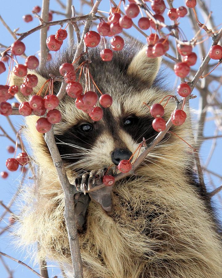 Young Raccoon among the berries Photograph by Doris Potter