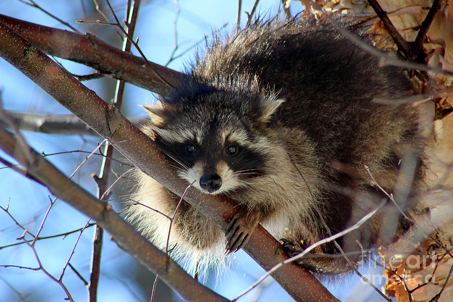 Young Raccoon in Birch Tree Photograph by Karen Adams
